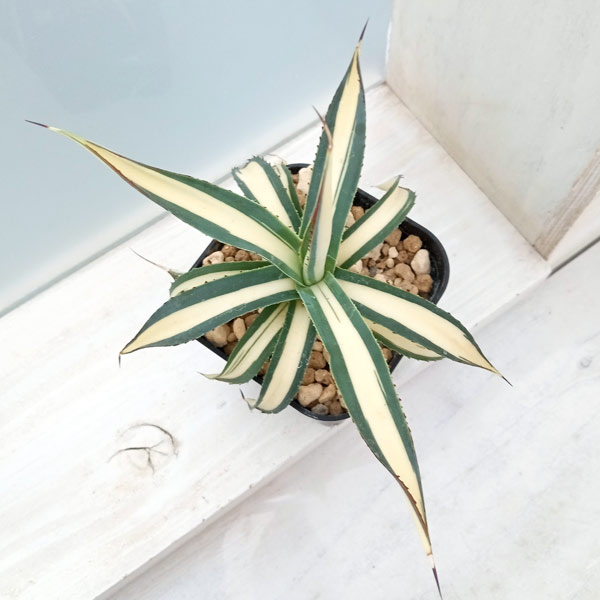 園芸ネット本店｜アガベ：フィリフェラ 藍光黄中斑（発根済み） 6cm