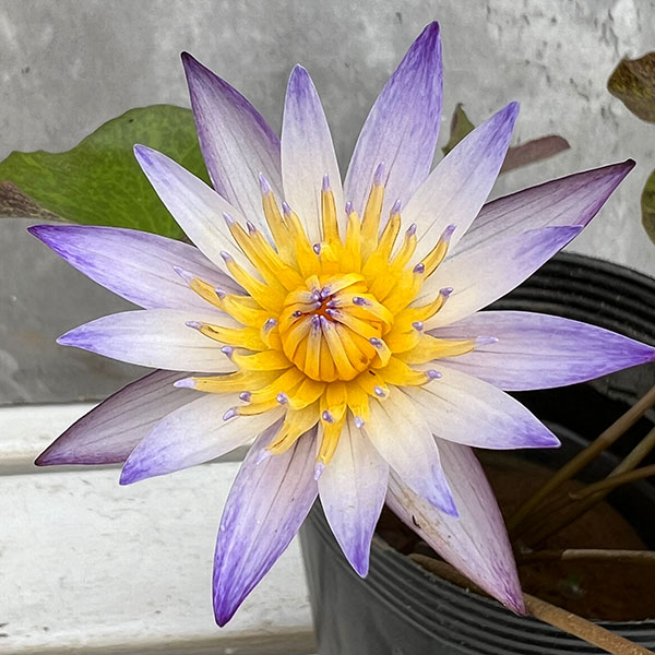 園芸ネット本店｜よく咲く熱帯スイレン：ムラサキシキブ4号ポット の