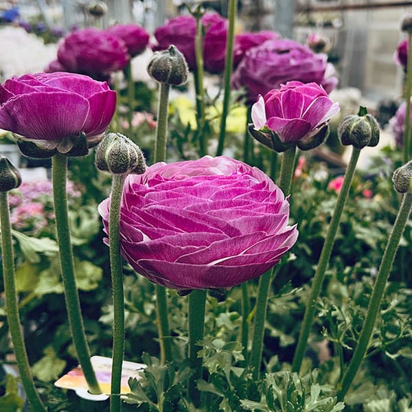 園芸ネット本店｜ラナンキュラス：サクセス ノンノアントニオ4号ポット