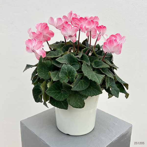 園芸ネット本店｜シクラメン（八重咲き）：ウインク シャワーレッド5号