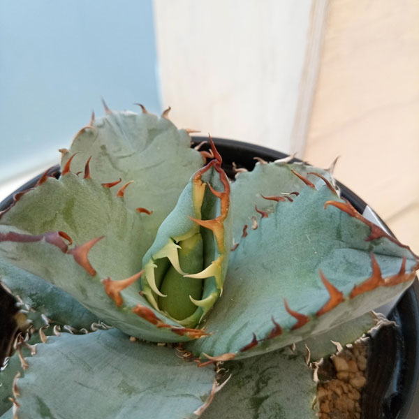 園芸ネット本店｜アガベ：チタノタブルー 実生セレクト 3.5号鉢植え23