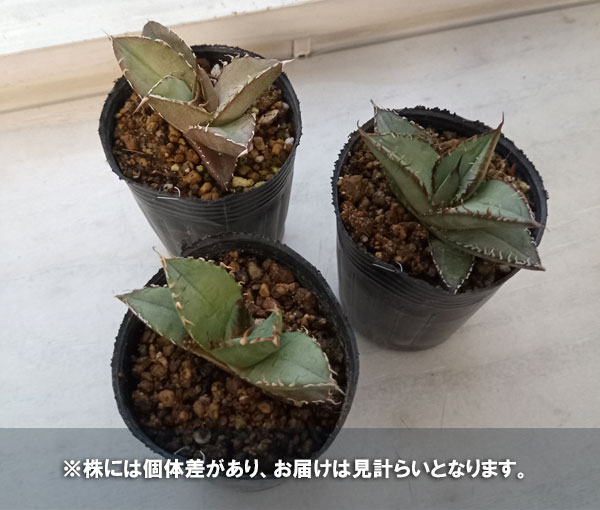 園芸ネット本店｜アガベ：オテロイ 特選実生株 2号ポット の通販【公式】