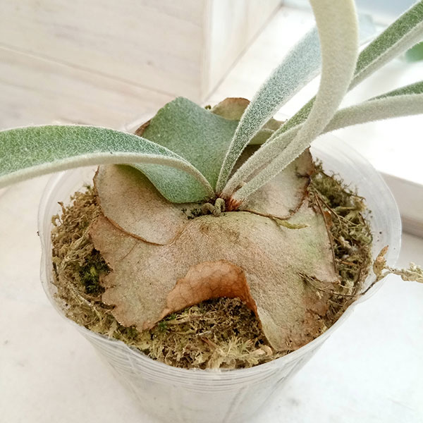 園芸ネット本店｜ビカクシダ（コウモリラン）： ベイチー アーバン