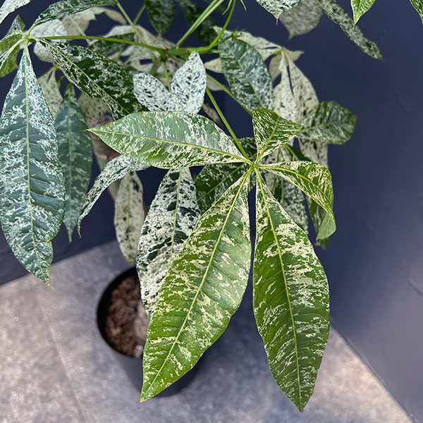 園芸ネット本店｜パキラ：ミルキーウェイ 6号ポット* の通販【公式】