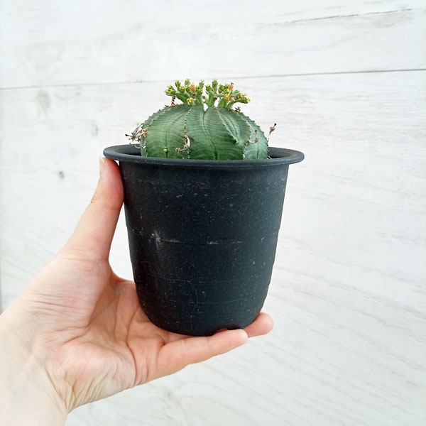 園芸ネット本店｜ユーフォルビア：バリダ×オベサ（交配実生株）3.5号23