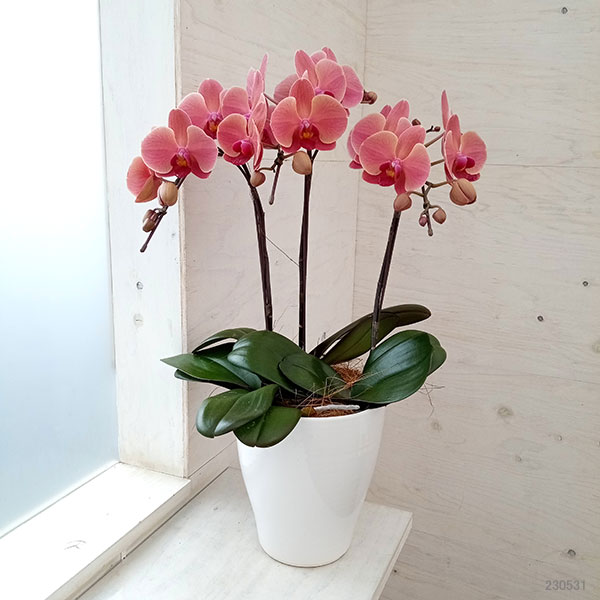 園芸ネット本店｜ファレノプシス：アンティークラブ3本立ち6号陶器