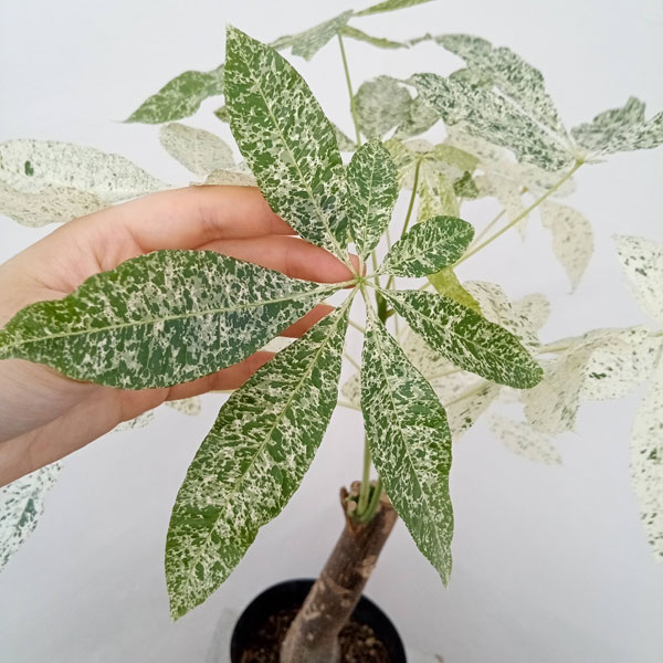 園芸ネット本店｜パキラ：ミルキーウェイ 5号23-01 の通販【公式】