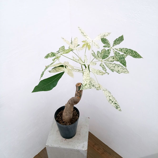 園芸ネット本店｜パキラ：ミルキーウェイ 5号23-02 の通販【公式】