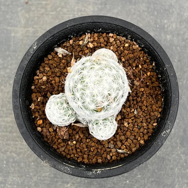 園芸ネット本店｜マミラリア：姫春星（ひめはるぼし）2.5号鉢植え の