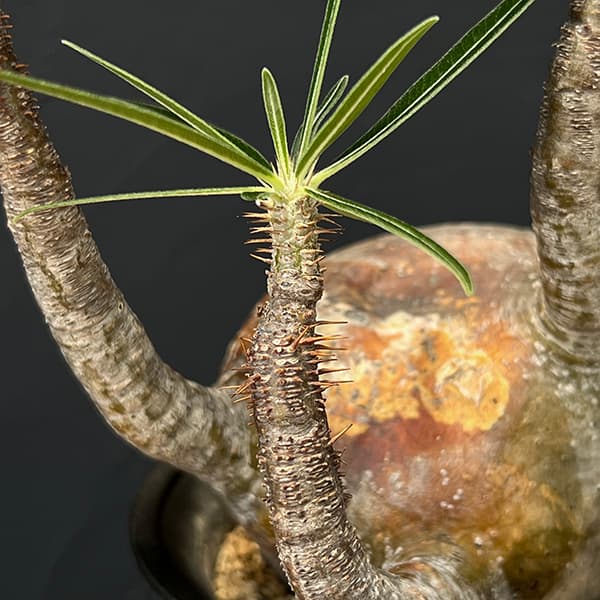 園芸ネット本店｜パキポディウム：グラキリス 4号23-01 の通販【公式】