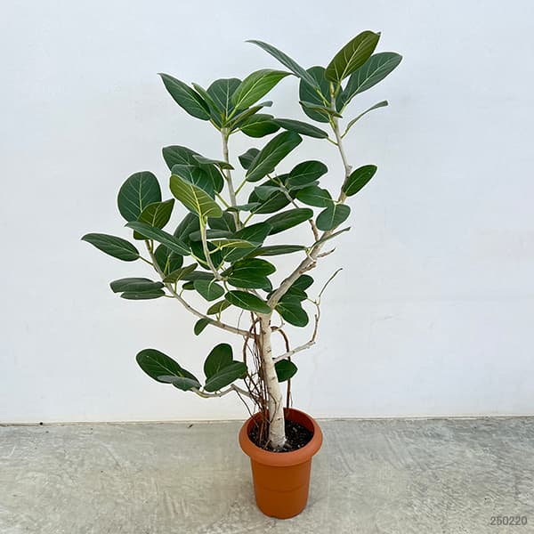 園芸ネット本店｜フィカス：ベンガレンシス 7号鉢植え* の通販【公式】