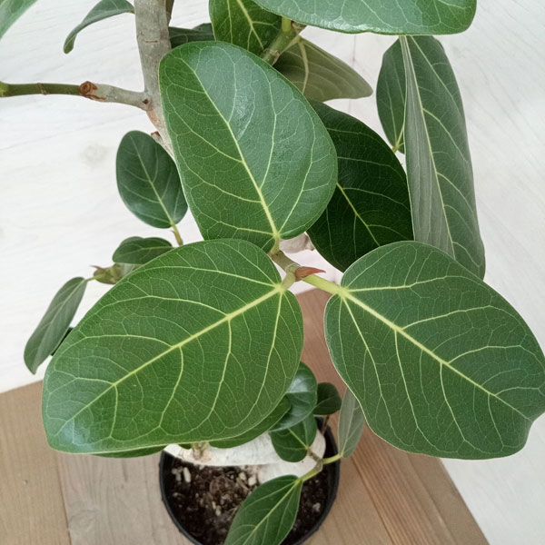 園芸ネット本店｜フィカス：ベンガレンシス（曲げ仕立て） 7号鉢植え