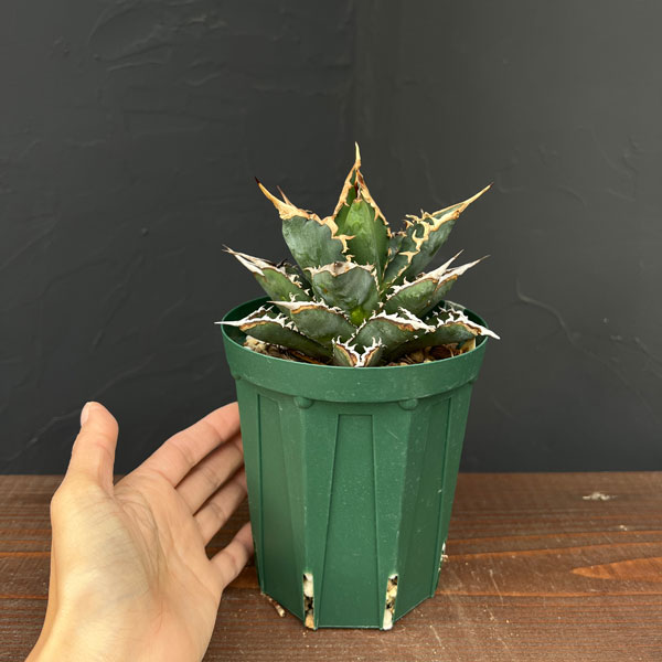 園芸ネット本店｜アガベ：チタノタ 海王 4号鉢植え23-01 の通販【公式】