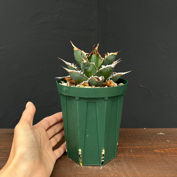 園芸ネット本店｜アガベ：チタノタ 海王 3号鉢植え23-02 の通販【公式】