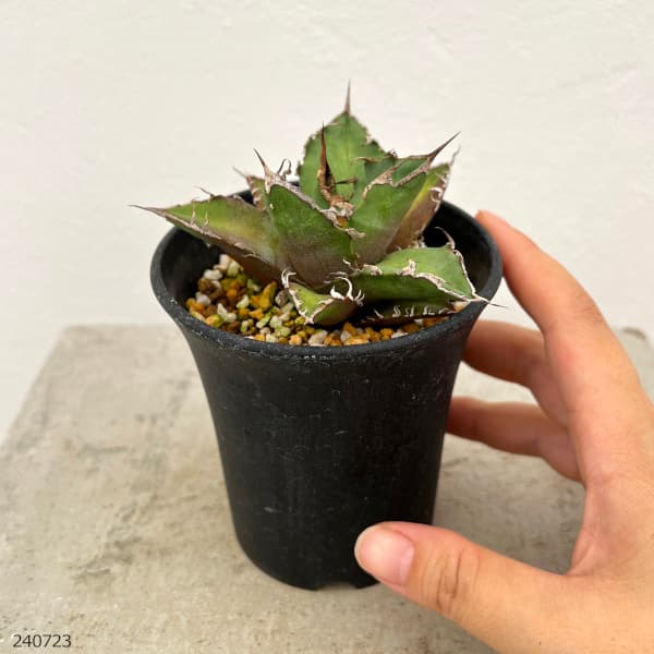 園芸ネット本店｜[ザ・ファームセレクト][送料無料]アガベ：チタノタ