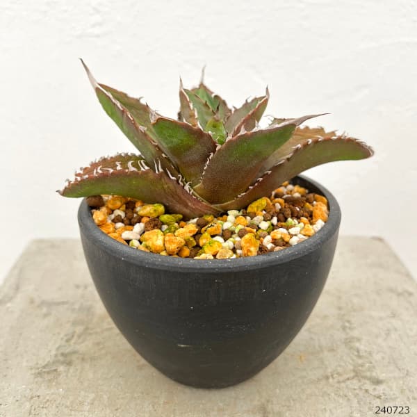 園芸ネット本店｜アガベ：チタノタ ソーラーエクリプス（発根済み） 3