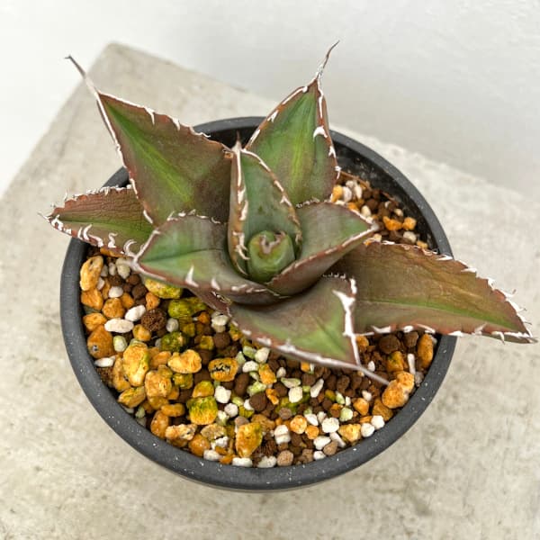 園芸ネット本店｜アガベ：チタノタ ソーラーエクリプス（発根済み） 3