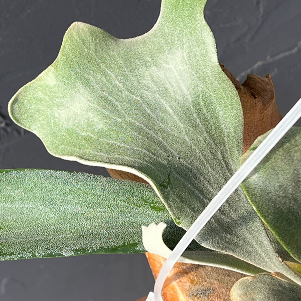 園芸ネット本店｜（わけあり特価）ビカクシダ（コウモリラン）： Woot