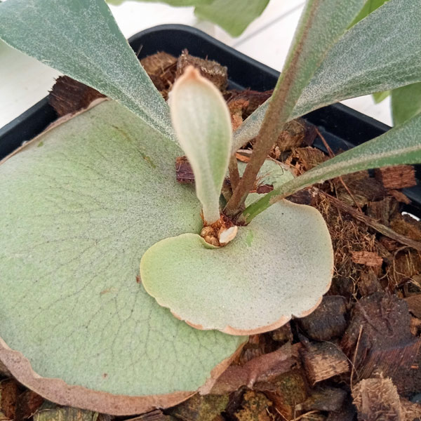 園芸ネット本店｜ビカクシダ（コウモリラン）：ヒリー＃07（ンガエサイ