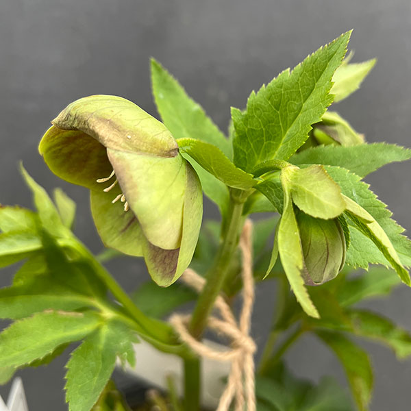 園芸ネット本店｜大和園さんのクリスマスローズ：24-14グリーンパステ