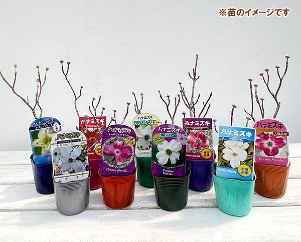 園芸ネット本店｜ハナミズキ：スプリング3号ポット の通販【公式】