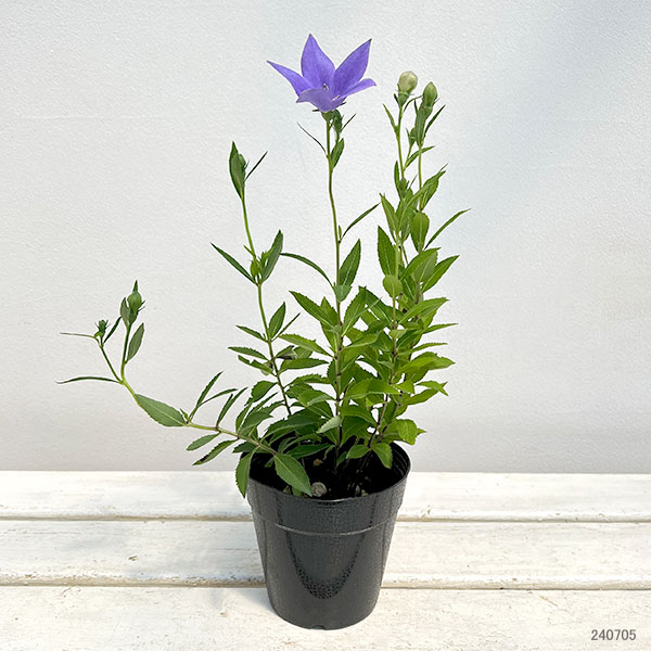 園芸ネット本店｜[26年4月上旬予約]キキョウ（桔梗）：美里紫（みさと