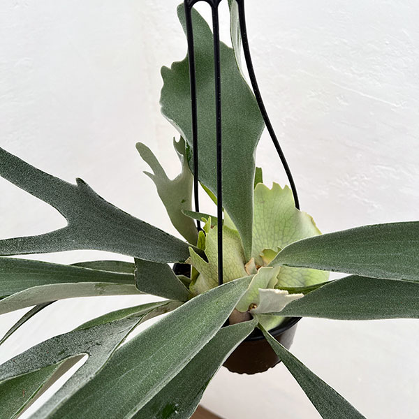 園芸ネット本店｜ビカクシダ（コウモリラン）：ベイチー 5号吊り鉢* の