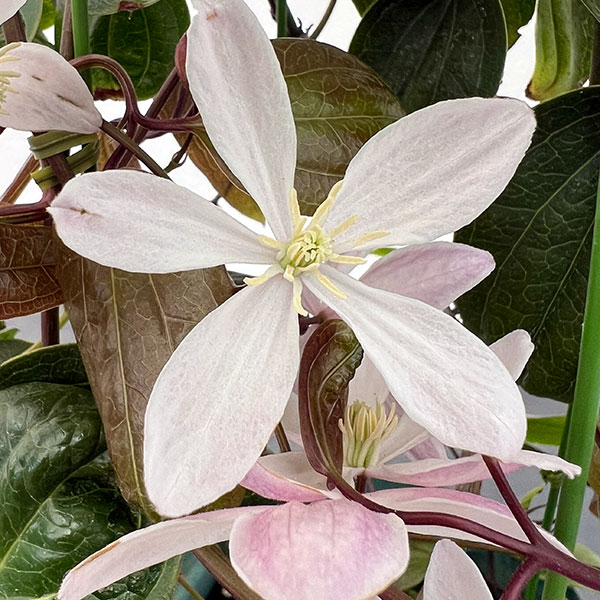 園芸ネット本店｜クレマチス：アーマンディ アップルブロッサム5号