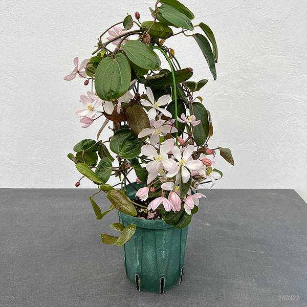 園芸ネット本店｜クレマチス：アーマンディ アップルブロッサム5号