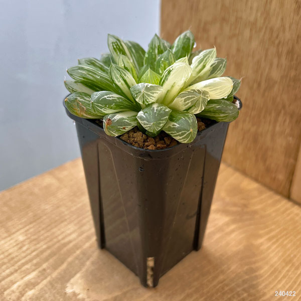 園芸ネット本店｜ハオルチア：オブツーサ交配錦 2.5号スクエア鉢 の