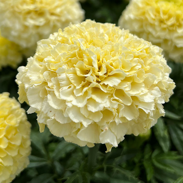 園芸ネット本店｜マリーゴールド ：マックス3.5号ポット の通販【公式】