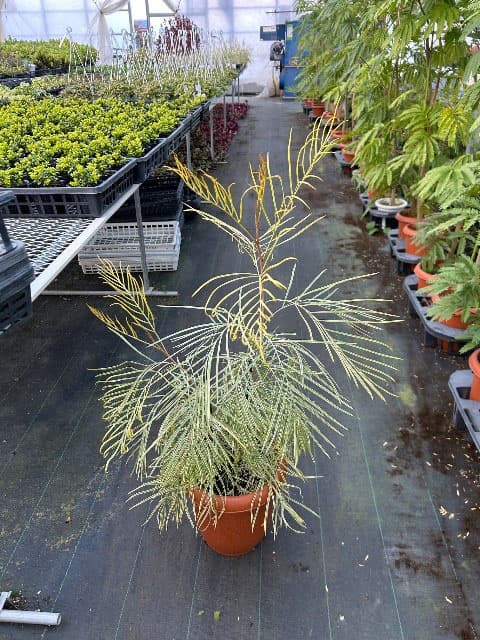 園芸ネット本店｜グレビレア：ハニーワンダー 7号鉢植え の通販【公式】