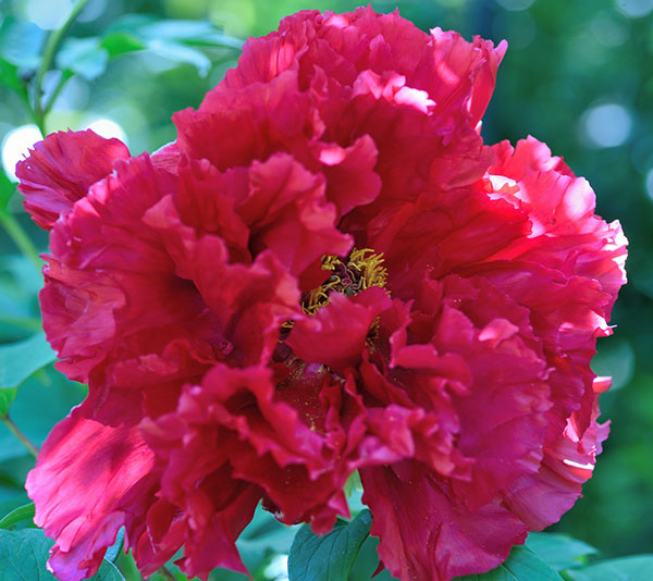 園芸ネット本店｜牡丹（ぼたん）：島大臣（しまだいじん）3～4年生苗7