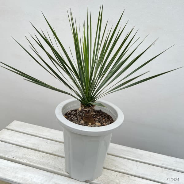 園芸ネット本店｜ユッカ：ロストラータ 8号鉢植え24-01 の通販【公式】