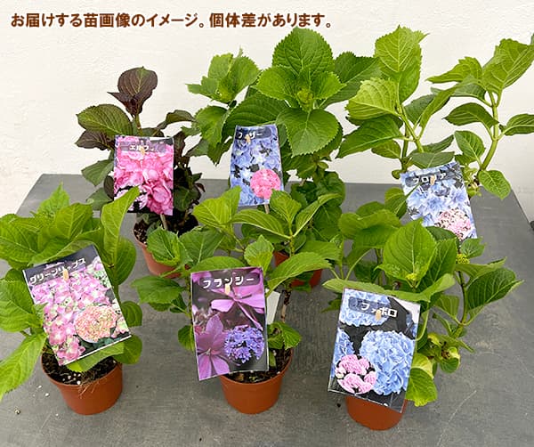 園芸ネット本店｜アジサイ：フェイ3.5号ポット の通販【公式】