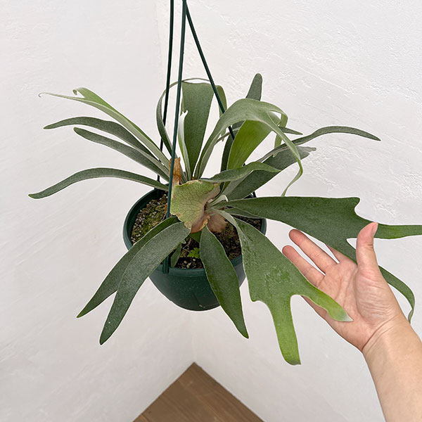 園芸ネット本店｜ビカクシダ（コウモリラン）：ベイチー 7号吊り鉢* の