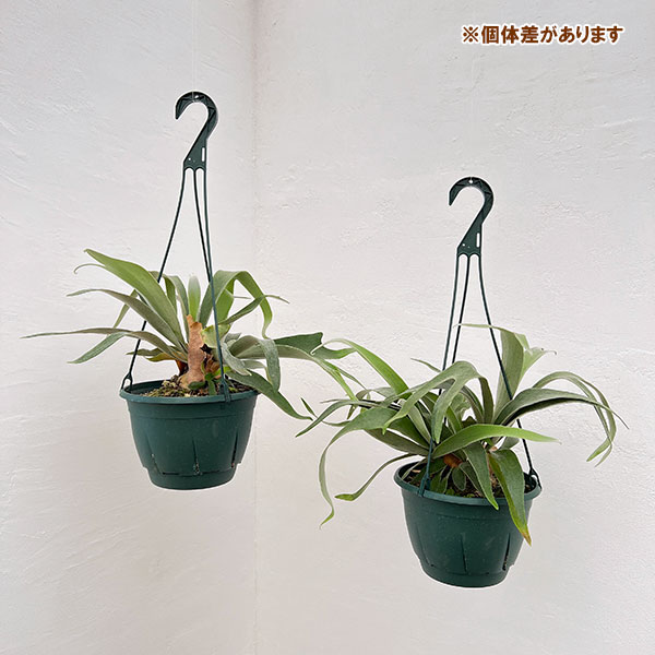 園芸ネット本店｜ビカクシダ（コウモリラン）：ベイチー 7号吊り鉢* の