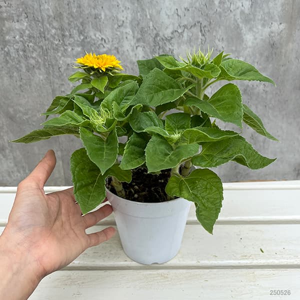 園芸ネット本店｜ヒマワリ：ちーくまくん4.5号鉢植え の通販【公式】