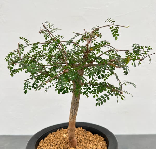 園芸ネット本店｜オペルクリカリア：デカリー （根伏せ株） 4.5号