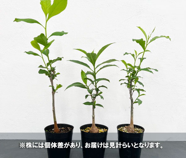 園芸ネット本店｜バオバブ：ディギタータ 3.5号ポット の通販【公式】