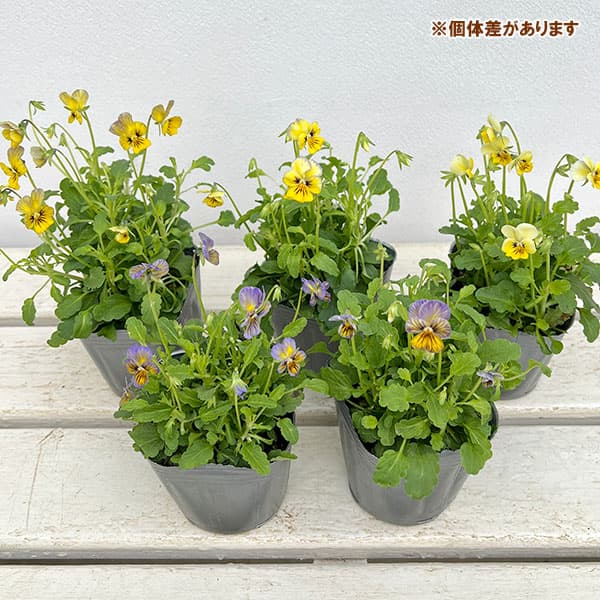 園芸ネット本店｜見元園芸さんのビオラ：しゅわしゅわレモン3-3.5号