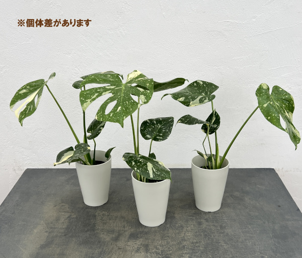 園芸ネット本店｜モンステラ：タイコンステレーション（散斑）4号鉢