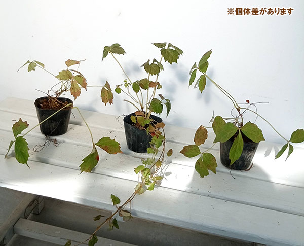 園芸ネット本店｜ナツヅタ3号ポット2株セット の通販【公式】