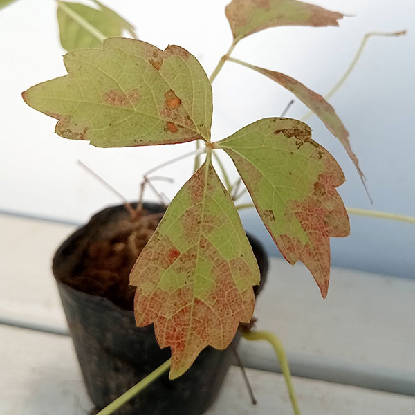 園芸ネット本店｜ナツヅタ3号ポット2株セット の通販【公式】