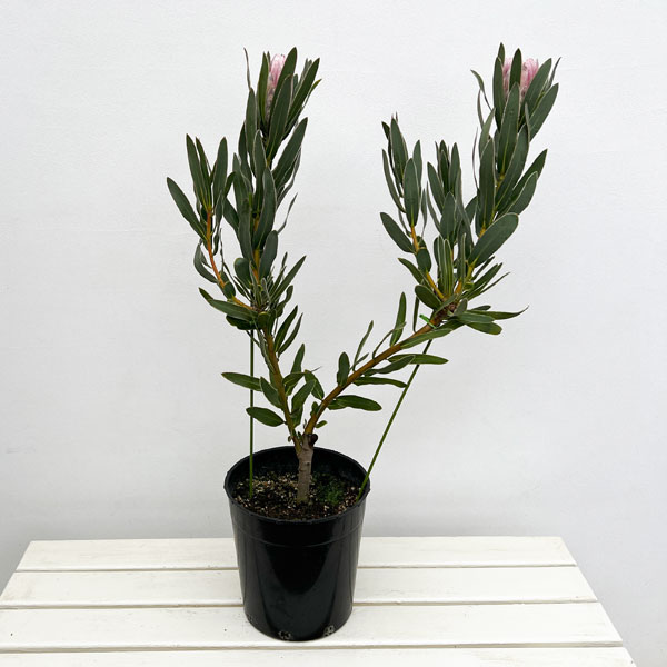 希少！認定ピンクアフロディーテ多弁小輪系 ブラッシュピコティ