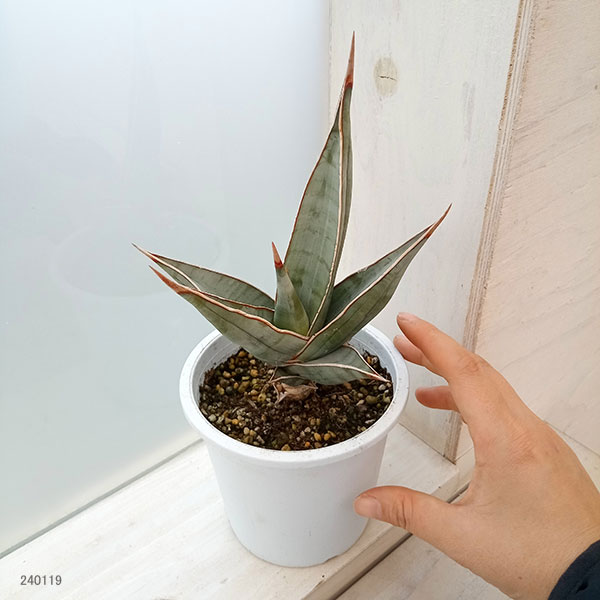 園芸ネット本店｜サンセベリア：ピングイキュラ 4号鉢植え* の通販【公式】