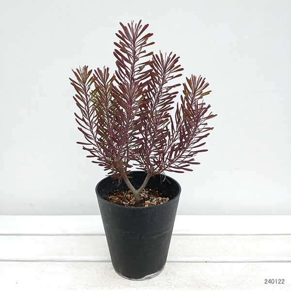 園芸ネット本店｜[ザ・ファームセレクト]リューカデンドロン：パープル