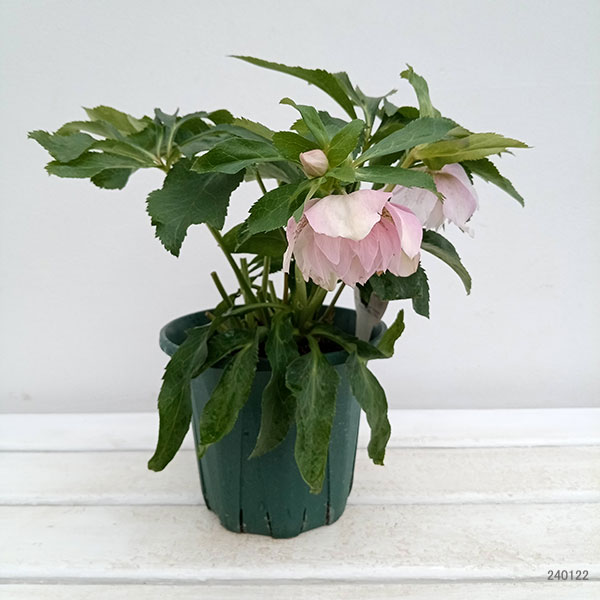 園芸ネット本店｜クリスマスローズ：ダブルエレン（ピンク）24-03／5号