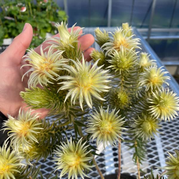 園芸ネット本店｜フィリカ プベッセンス：ワフトフェザ（樹高約20