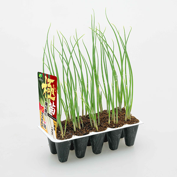 園芸ネット本店｜[26年5月中下旬予約]ねぎプラグ苗「極苗」：一翠太